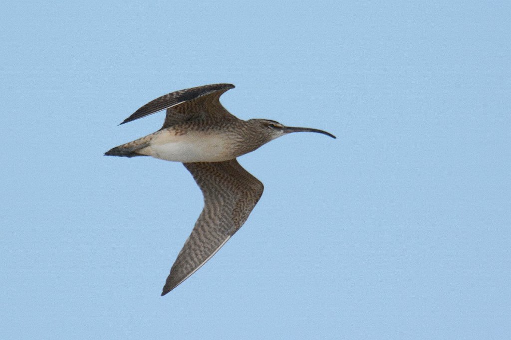 Sandpiper, Whimbrel, 2014-05040943 Chincoteague NWR, VA.JPG - Whimbrel. Chincoteague NWR, VA, 5-4-2014